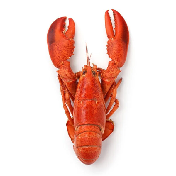 Langosta x kilo
